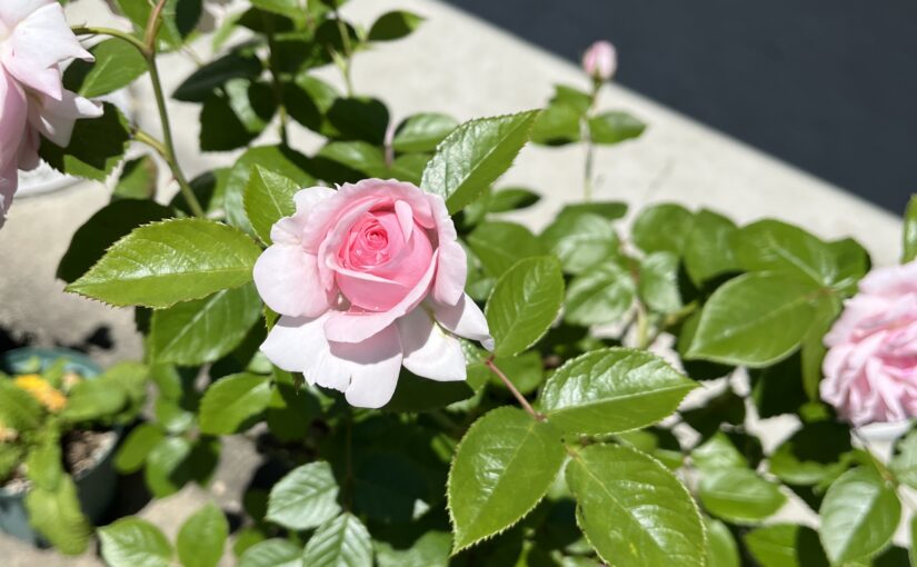 GW明け、明日からレッスン♪